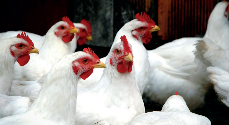 Prix de la volaille : les ménages marocains sous pression